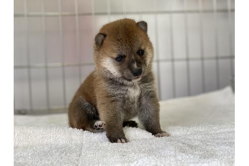 成約済の岡山県の豆柴-137683の4枚目