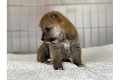 成約済の岡山県の豆柴-137683の3枚目