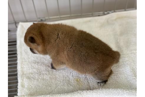 成約済の岡山県の豆柴-137683の2枚目