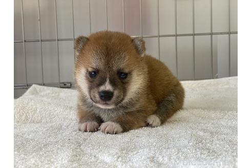 成約済の岡山県の豆柴-139810