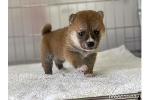 成約済の岡山県の豆柴-139810の5枚目