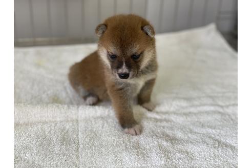 成約済の岡山県の豆柴-139810の4枚目