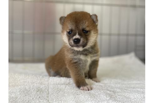 成約済の岡山県の豆柴-139810の3枚目