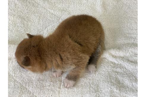 成約済の岡山県の豆柴-139810の2枚目