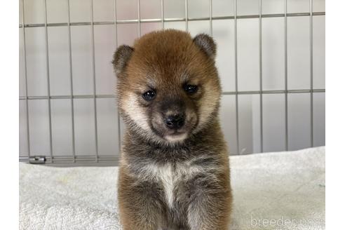 成約済の岡山県の豆柴-139812