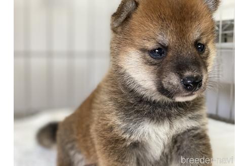 成約済の岡山県の豆柴-139812の5枚目