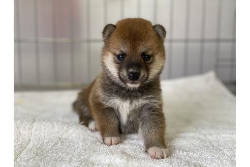 成約済の岡山県の豆柴-139812の4枚目