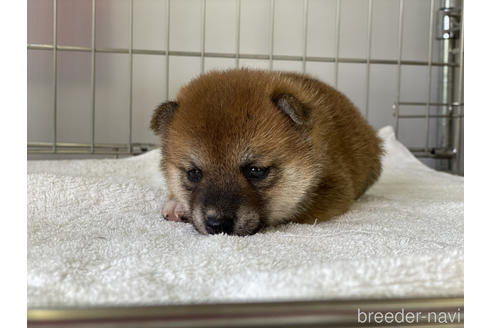 成約済の岡山県の豆柴-139812の3枚目