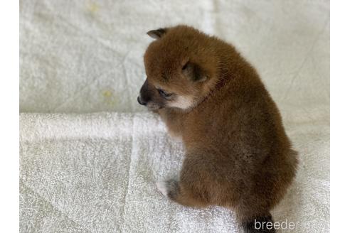 成約済の岡山県の豆柴-139812の2枚目