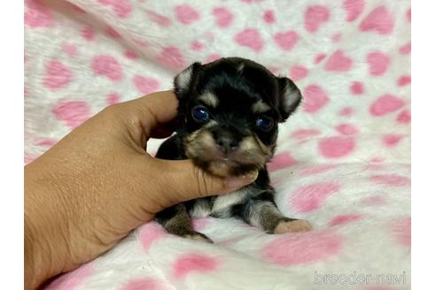成約済の三重県のチワワ(ロングコート)-138592の24枚目
