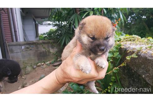 成約済の福岡県の豆柴-139898の1枚目