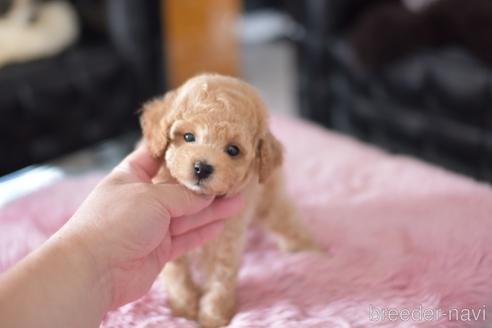 成約済の茨城県のタイニープードル-139916の1枚目