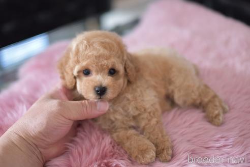 成約済の茨城県のタイニープードル-139916の5枚目