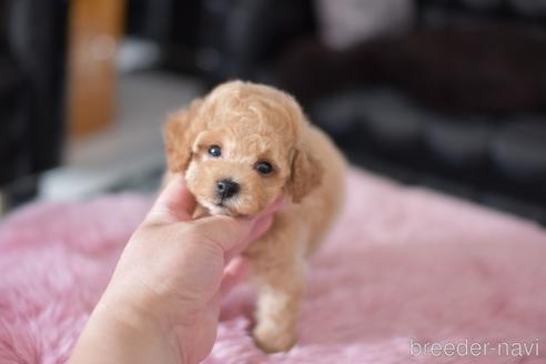 成約済の茨城県のタイニープードル-139916の2枚目