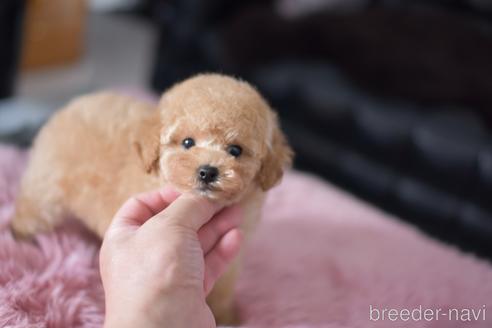 成約済の茨城県のタイニープードル-139918