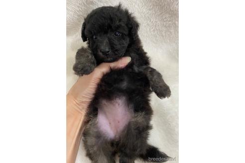 成約済の埼玉県のティーカッププードル-139017の36枚目