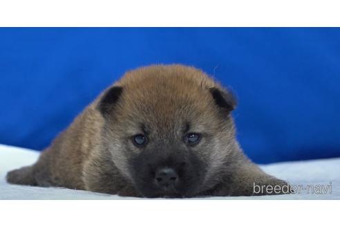 成約済の愛知県の柴犬-139938の1枚目