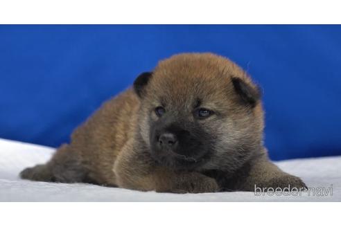 成約済の愛知県の柴犬-139938の2枚目