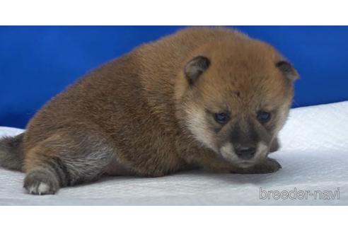 成約済の愛知県の柴犬-139940の3枚目