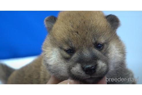 成約済の愛知県の柴犬-139940の2枚目
