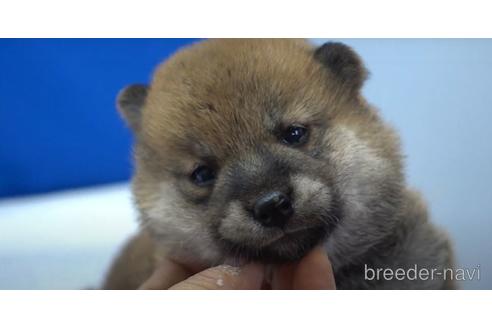 成約済の愛知県の柴犬-139940の1枚目