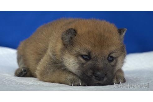 成約済の愛知県の柴犬-139941の1枚目