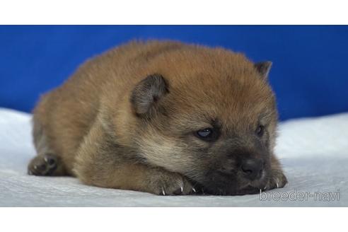成約済の愛知県の柴犬-139941の2枚目