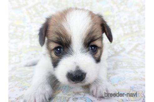 成約済の千葉県のパピヨン-139947