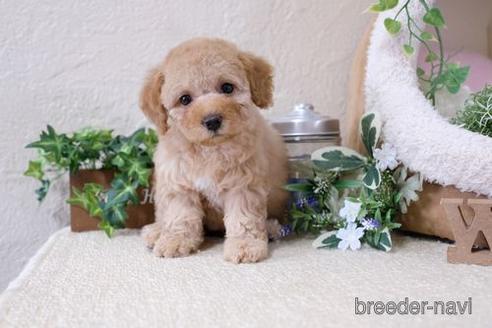 成約済の滋賀県のトイプードル-137979