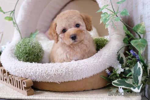 成約済の滋賀県のトイプードル-137979の5枚目