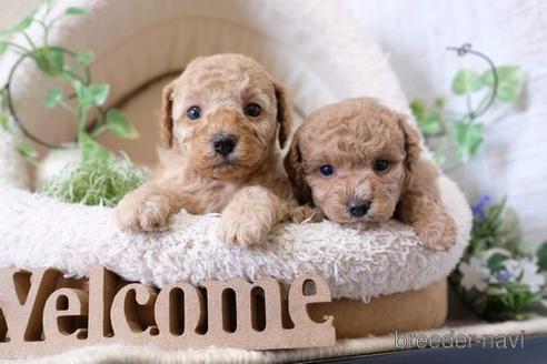 成約済の滋賀県のトイプードル-137979の4枚目