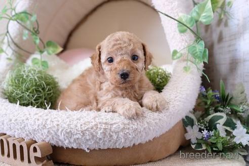 成約済の滋賀県のトイプードル-137979の3枚目