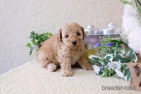 成約済の滋賀県のトイプードル-137979の2枚目