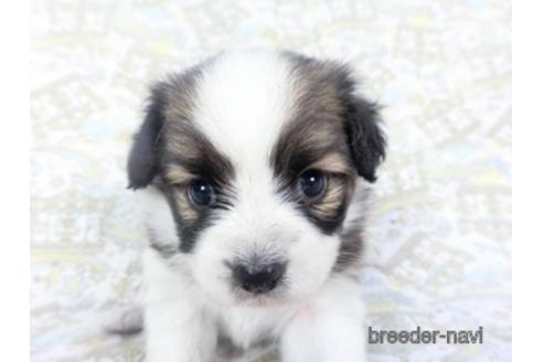 成約済の千葉県のパピヨン-139949