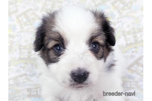 成約済の千葉県のパピヨン-139950