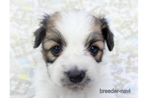 成約済の千葉県のパピヨン-139953