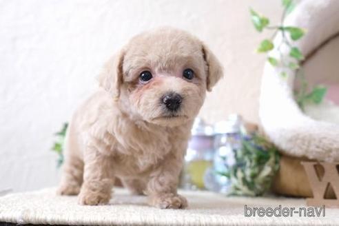 成約済の滋賀県のトイプードル-137985