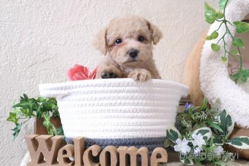 成約済の滋賀県のトイプードル-137985の5枚目