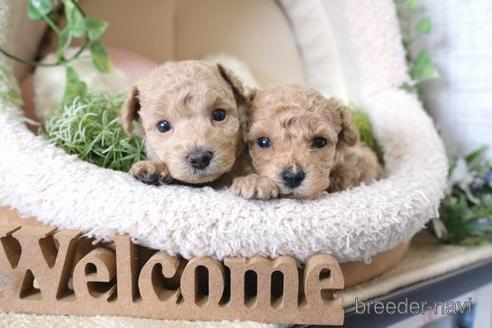 成約済の滋賀県のトイプードル-137985の4枚目