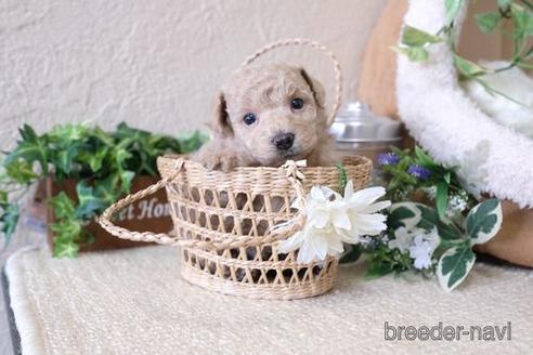 成約済の滋賀県のトイプードル-137985の3枚目