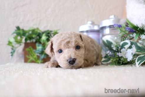 成約済の滋賀県のトイプードル-137985の2枚目