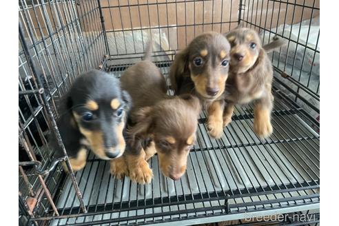 成約済の愛媛県のミニチュアダックスフンド(ロングヘアード)-133551の2枚目