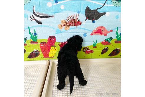 成約済の東京都のミックス犬-138219の2枚目