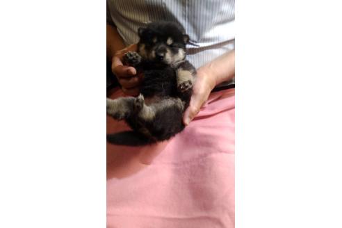 成約済の岐阜県の柴犬-137995