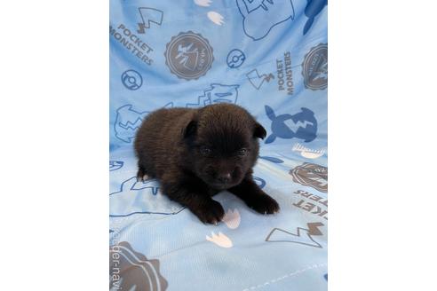 成約済の三重県のポメラニアン-139976の1枚目