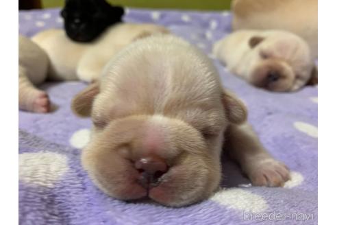 成約済の茨城県のフレンチブルドッグ-140278の4枚目