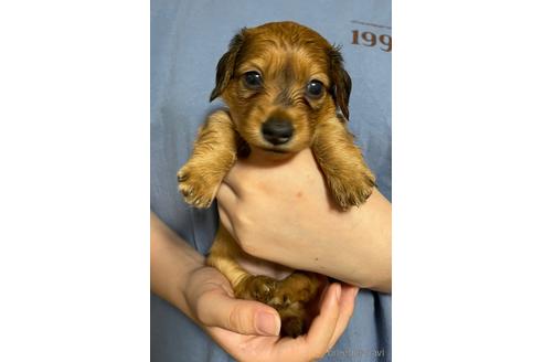 子犬