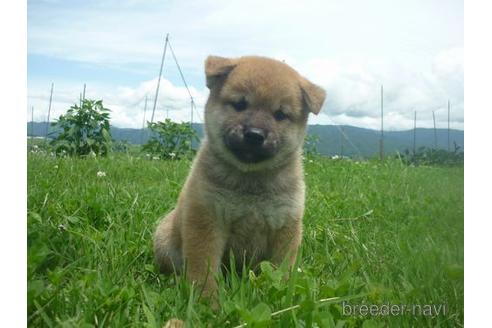 成約済の長野県の柴犬-140057の1枚目