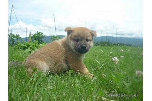 成約済の長野県の柴犬-140057の5枚目