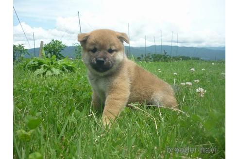 成約済の長野県の柴犬-140057の4枚目